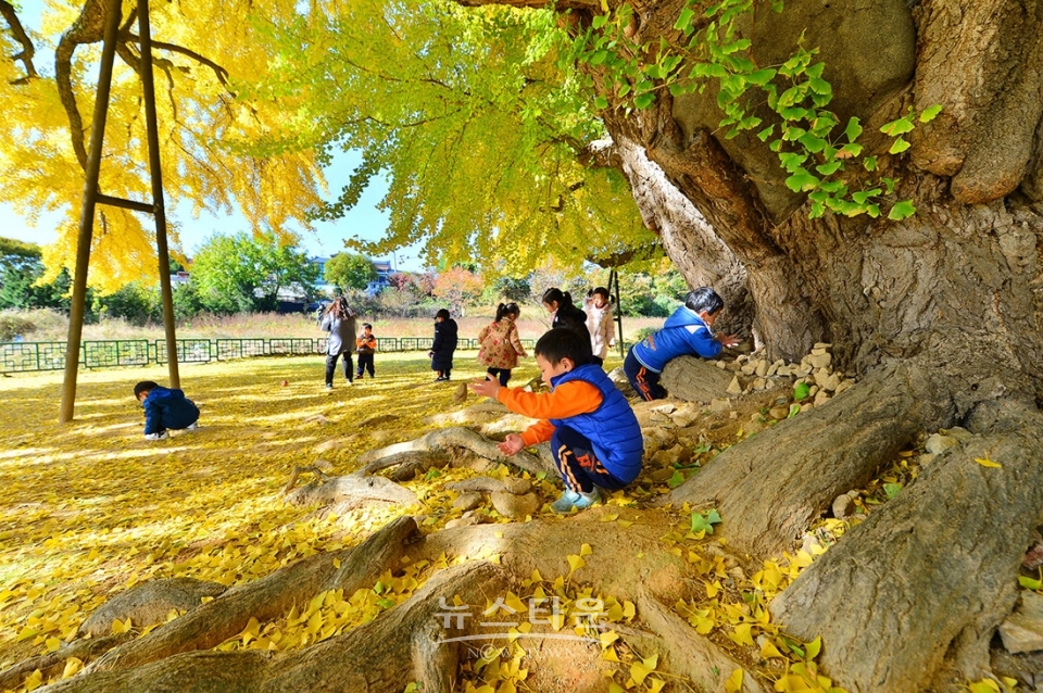 문막읍 반계리 800년생 은행나무