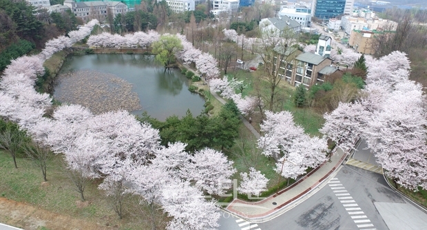 호서대 아산캠퍼스  벚꽃축제