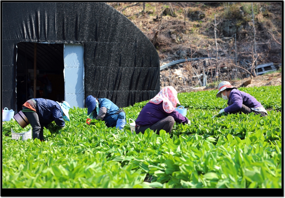 인제군에서 농민들이 명이나물 수확이 한창이다.