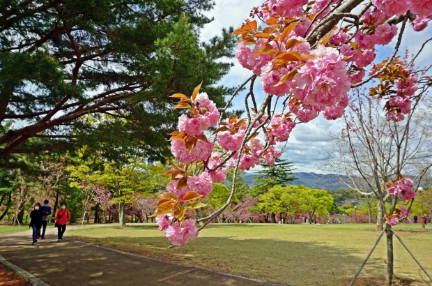 경주 불국공원 겹벚꽃 군락지에 만개가 진행되고 있는 겹벚꽃 모습.