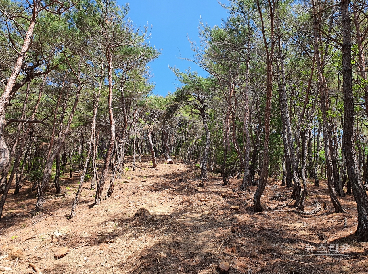 소나무 굴취를 위한 진입로로 보이는 넓이 5~6미터, 길이 100여미터가 벌채된 불법 산림 훼손장소에 지름 10cm~ 50cm의 소나무가 밑동만 남아있다. (25일 현지촬영)