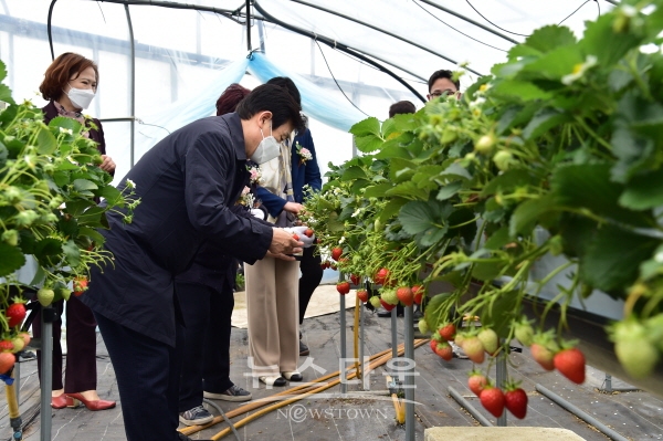 조규일 진주시장이 대평 딸기 수확체험을 하고 있다.