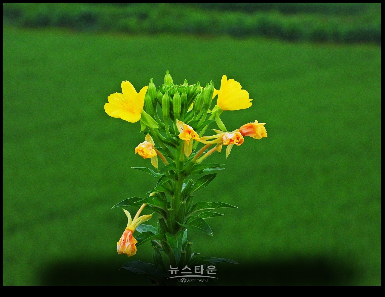 6~7월 달맞이꽃의 자태는 초록색이다.