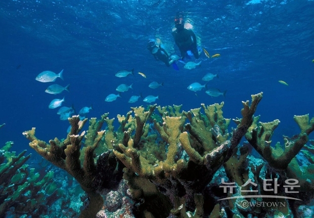엘크혼 산호(Elkhorn Coral) / 사진 : 위키피디아