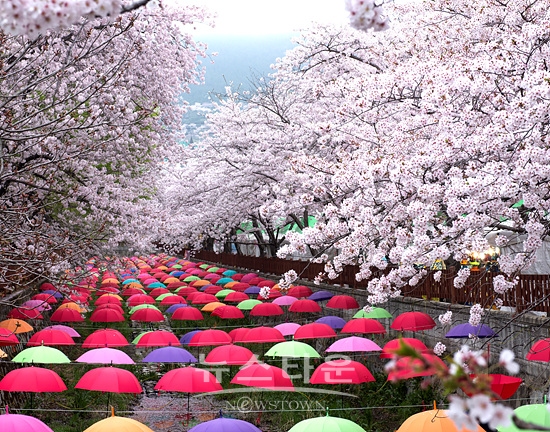 벚꽃명소 진해 여좌천 일대가 한국 관광 100선에 선정됐다(사진=창원시)