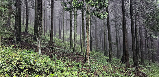 산림청은 국민이 선정한 명품숲 100선을 발표했다(사진=산림청)