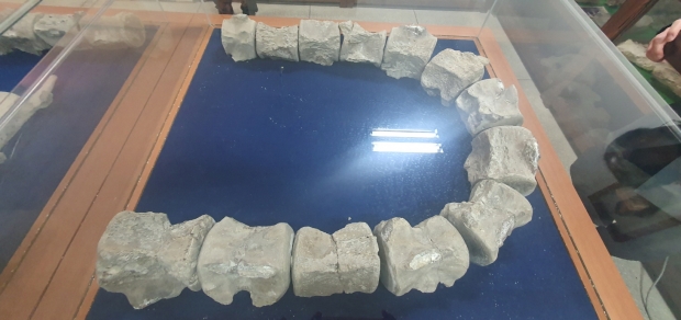 용진수련원 화석전시관에 전시된 지난 1997년 발견된 포항 고래 화석