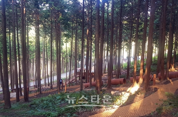 사천케이블카 자연휴양림(편백나무숲)