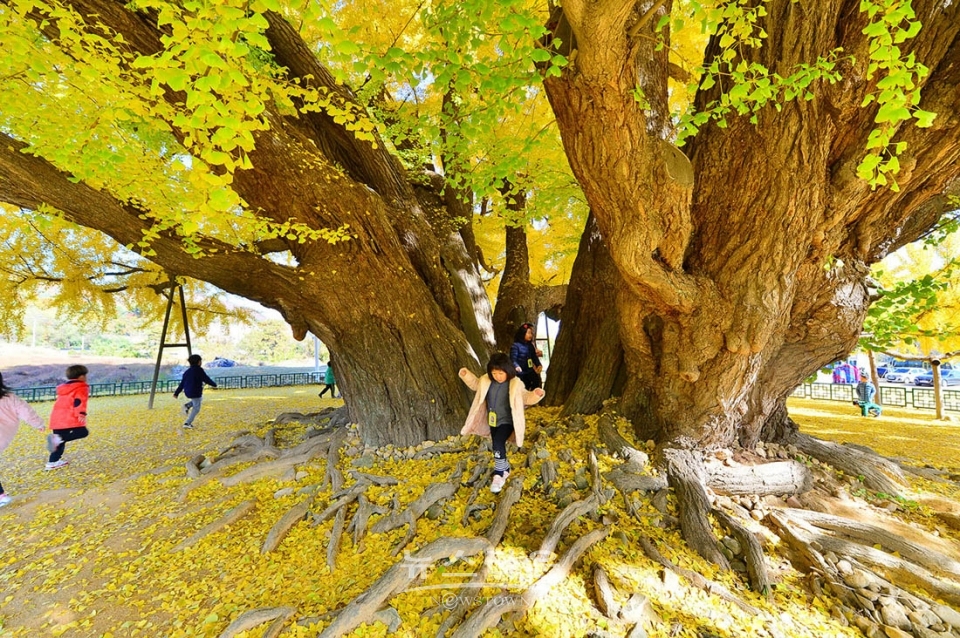 문막읍 반계리 800년생 은행나무