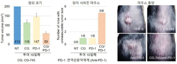 CG-745 단독투여, 면역관문억제제(PD-1저해제) 단독투여, CG-745+면역관문억제제 병용투여시 간암에 걸린 마우스의 암치료 결과