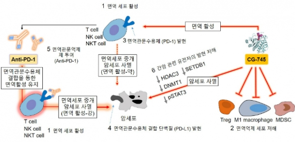 CG-745와 면역관문억제제(Anti-PD-1)제 병용 투여시 항암효과