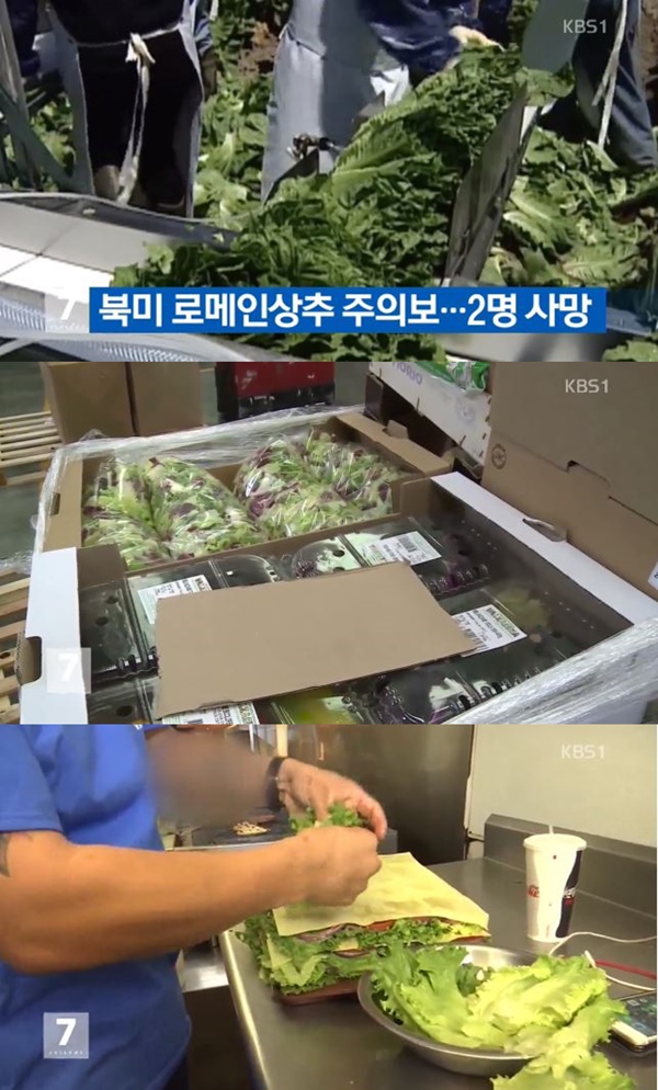로메인 상추 (사진: KBS 뉴스 캡처)
