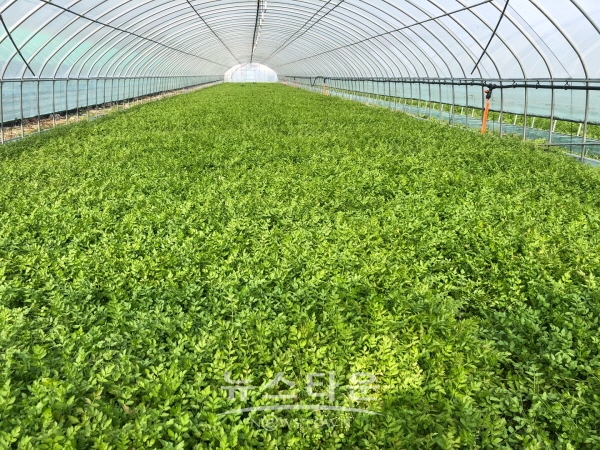 하동 청학 미나리