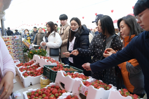 논산딸기축제장(2018)