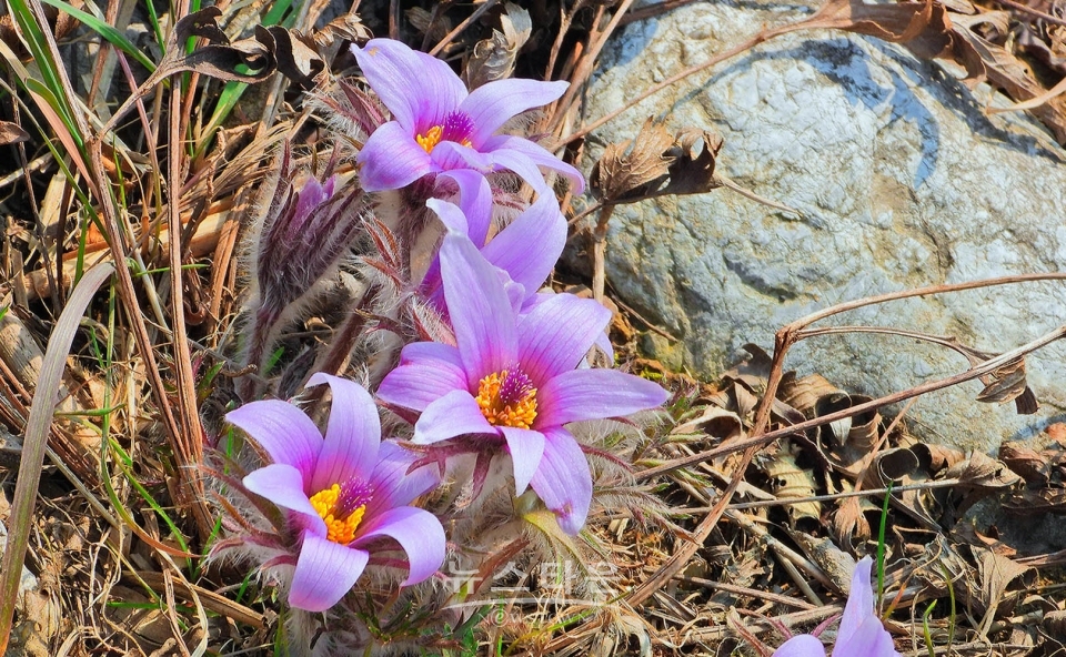 정선 동강할미꽃