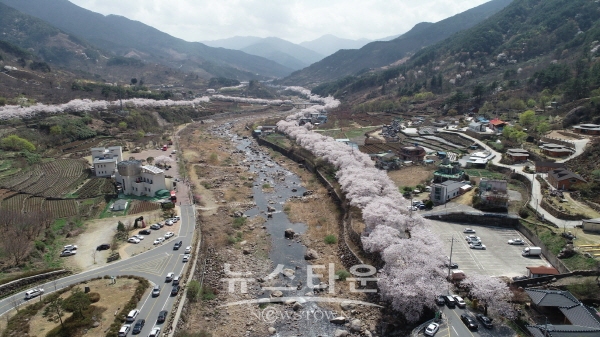 하동 십리벚꽃길