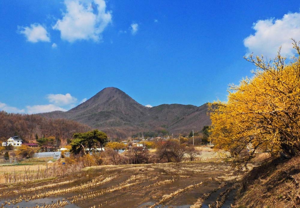 산수유마을에 노랗게 물들인 풍경
