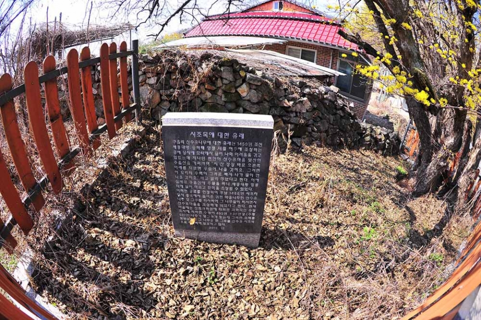 산수유마을 홍보판관 산수유한우축제 홍보물, 그리고 산수유시조목에 대한 글이 적힌 비석