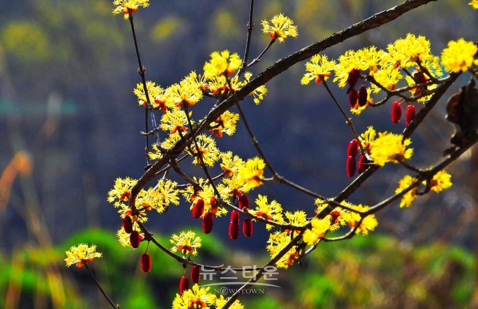 산수유마을풍경