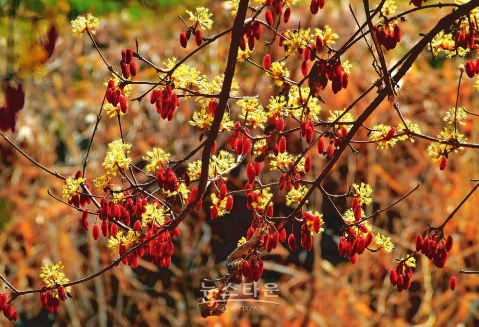 산수유마을풍경