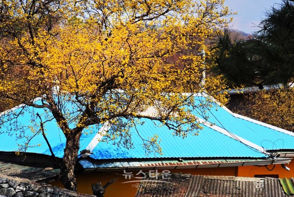 산수유마을풍경