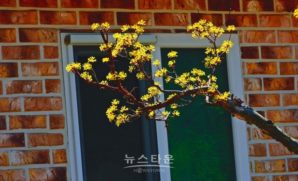 산수유마을풍경