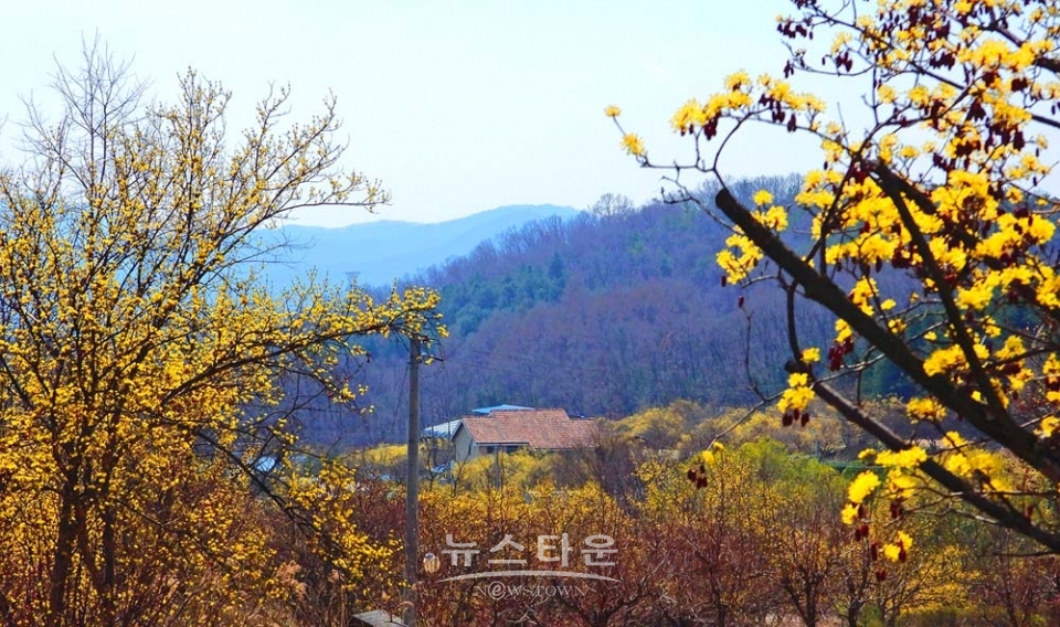산수유마을풍경