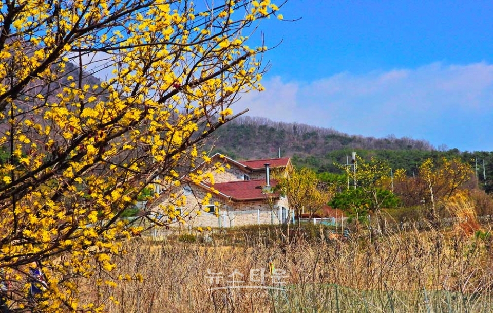 산수유마을풍경