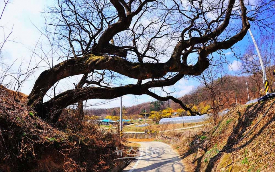 산수유마을풍경