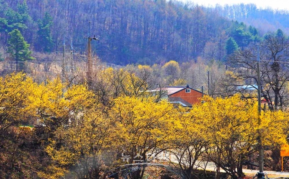 산수유마을풍경