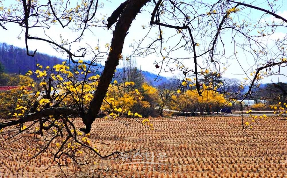 산수유마을 풍경