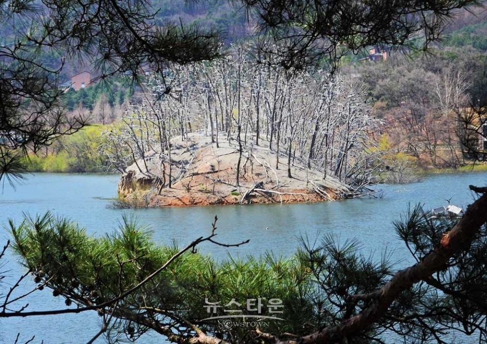 매지저수지의 거북섬과 민물가마우지