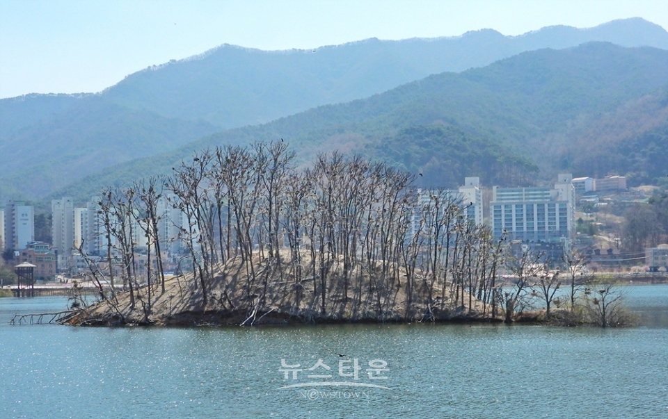 매지저수지의 거북섬과 민물가마우지