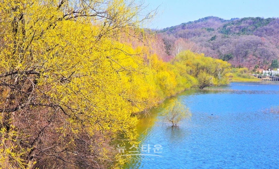 연세대 원주캠퍼스의 봄날