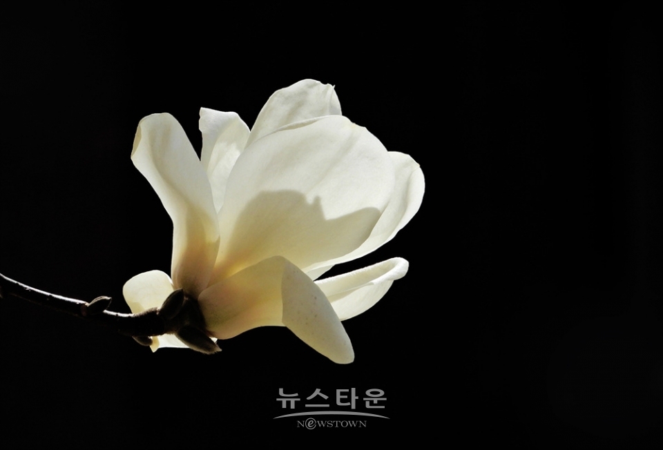 연세대 원주캠퍼스의 봄날
