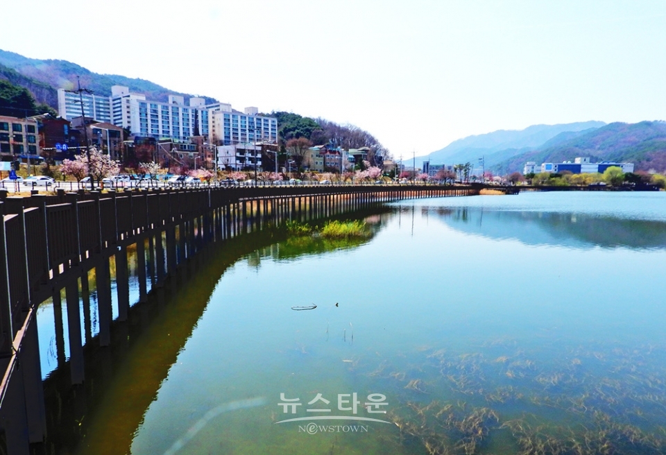 연세대 원주캠퍼스의 봄날
