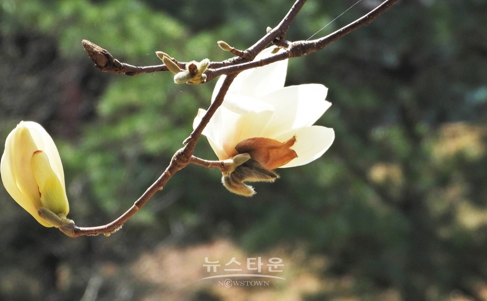 연세대 원주캠퍼스의 봄날