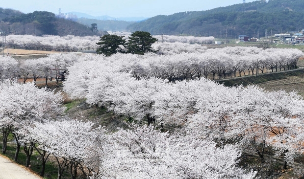 당진천 벚꽃