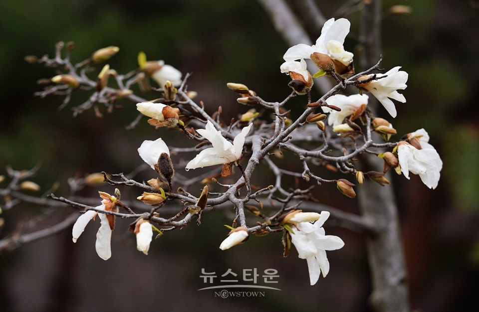 비에 젖은 목련꽃