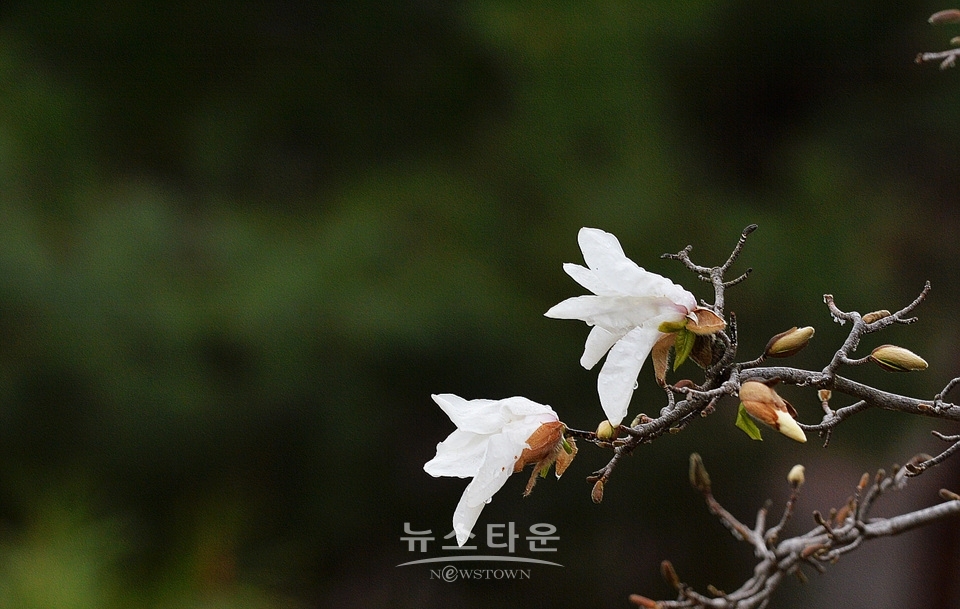 비에 젖은 목련꽃