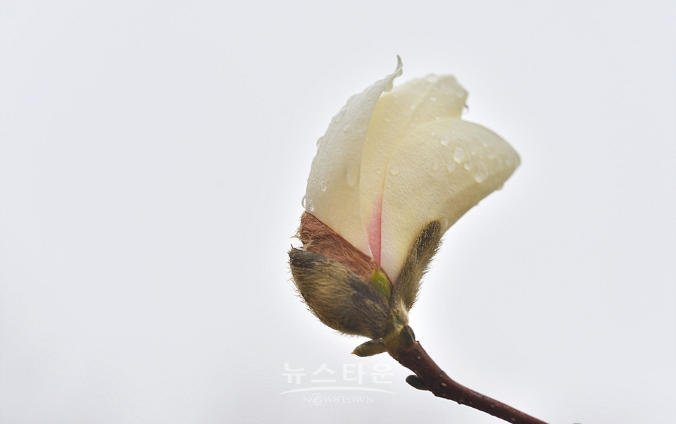 비에 젖은 목련꽃