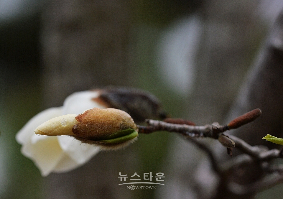 비에 젖은 목련꽃