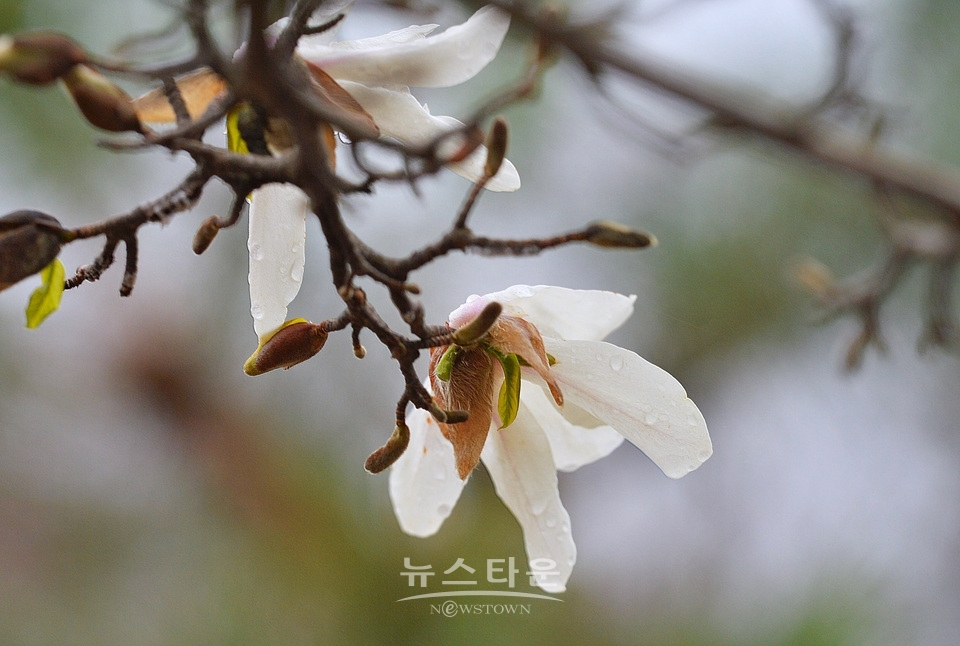 비에 젖은 목련꽃