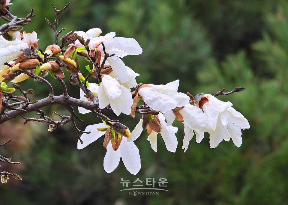 비에 젖은 목련꽃