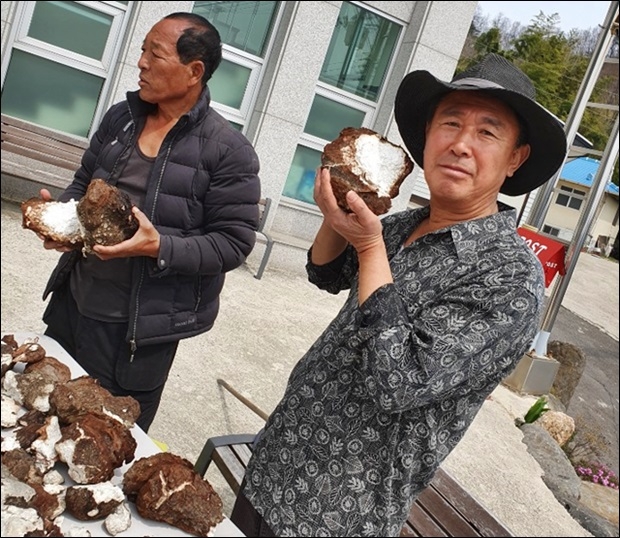 체취한 봉령을 자랑하고 있다.