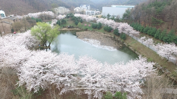 호서대 아산캠퍼스  벚꽃축제