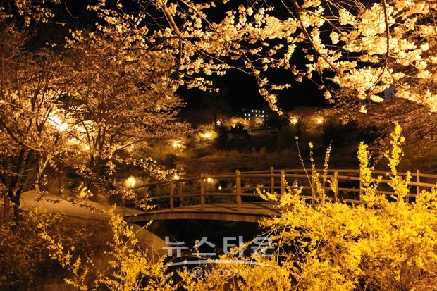 호서대 아산캠퍼스  벚꽃축제