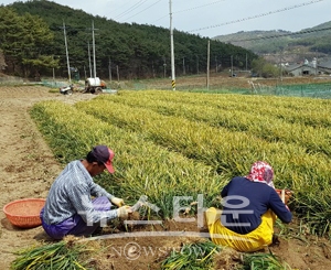 청양맥문동 수확