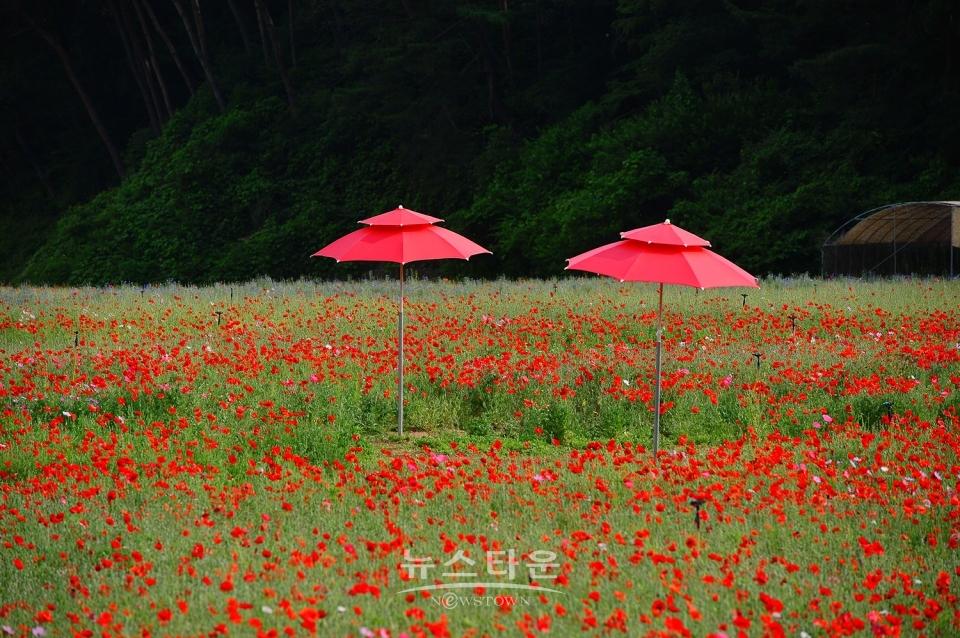 원주 용수골 꽃양귀비 축제