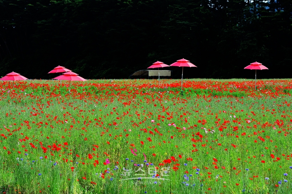 원주 용수골 꽃양귀비 축제